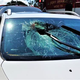 Illustration for article titled Turtles Keep Flying Through The Windshields Of Unsuspecting Motorists
